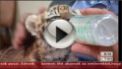 TV2 Mokka riport (vide&oacute;)